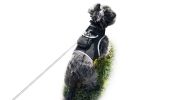 Detailed GPS Dog Tracking System