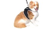 Mini Tracking Dog Collar