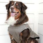 Alpine Dog Coat - Dried Sage (DD Size: XS)