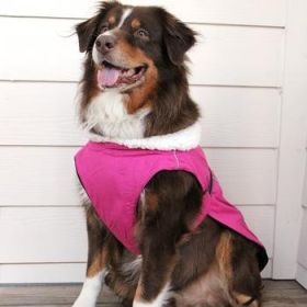 Alpine Dog Coat - Wild Raspberry (DD Size: 3XL)