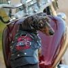 Biker Dawg Jacket - Black