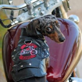 Biker Dawg Jacket - Black (DD Size: 3XL)