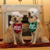 Dog Bandana; Bow Tie Dog Collar;