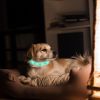 Multi-Color LED Lighting Dog Safety Collar