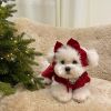 Christmas Pet Dress