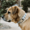 Adjustable Collar Beige Plaid