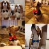 Dog Puppy Bow Ties