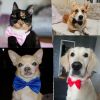 Dog Puppy Bow Ties